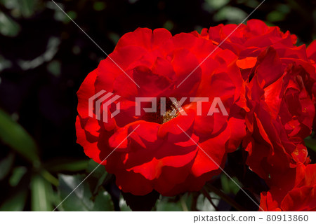 充滿激情的紅玫瑰 充滿激情的紅玫瑰 80913860