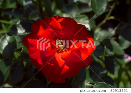 充滿激情的紅玫瑰 80913861