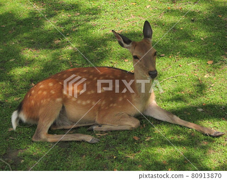 Deer break Deer break 80913870