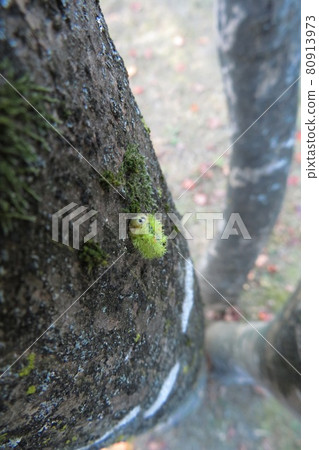 Monema flavescens larvae crawling on the trunk of a tree 80913973
