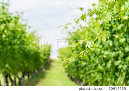 Summer or spring season background with vine leaves in the vineyard 80914289