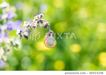 Small spiral snail hanging on a flower on blurred green grass background 80914296