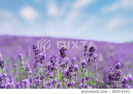 Closeup bushes of purple lavender flowers in summer 80914343