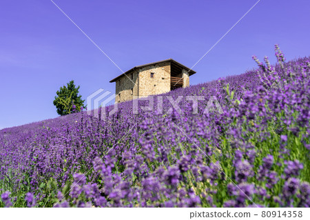 Beautiful closeup lavender field landscape in summer Beautiful closeup lavender field landscape in summer 80914358