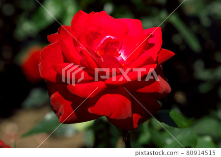 紅玫瑰 80914515