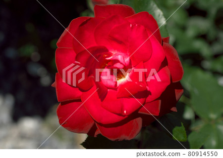 Red rose 80914550