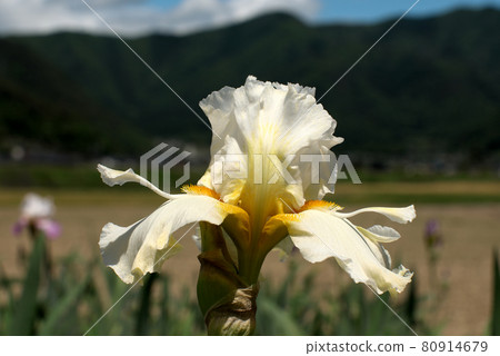 German iris white German iris white 80914679