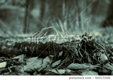 A gourgeous treetrunk on a bead of leaves in the woods 80915006