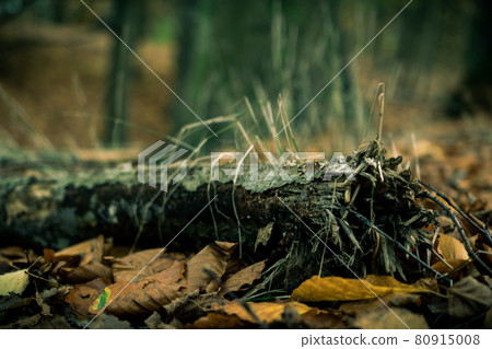 A gourgeus treetrunk deep in the woods 80915008