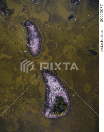 Flock of birds , Aerial View 80915077