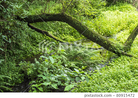 Kakita River Springs 夏季 80915472