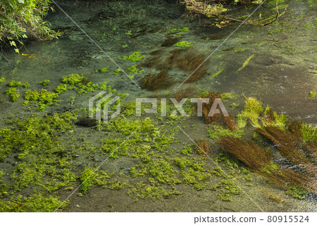 Kakita River Springs Summer Kakita River Springs Summer 80915524