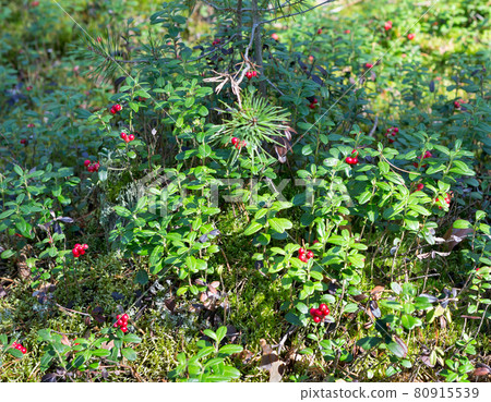 Cowberry in the forest. 80915539