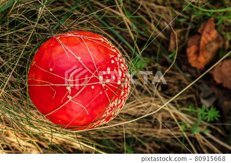 Top down view, fly agaric mushroom ( Amanita muscaria ) growing in forest dry grass. 80915668