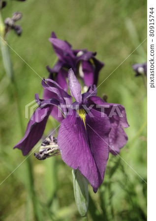 Nohana Shobu in Koshimizu Wild Flower Garden 80915744