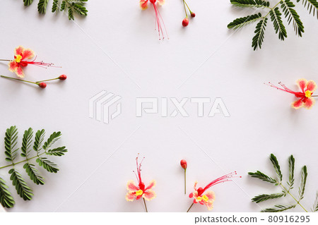 frame, flower, blossom 80916295