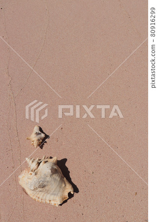 Big and small shell on pink sand. Tropical seashell.	 80916299