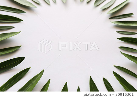 green leaves frame on a white background with a space for text. green leaves frame on a white background with a space for text. 80916301