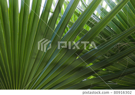 green, leaf, palm 80916302