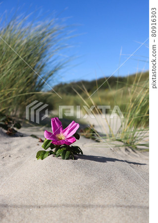 flower, rose, blossom 80916303