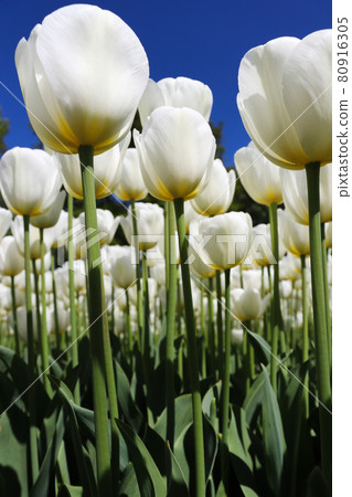 White tulips in bloom on blue sky background.	 80916305