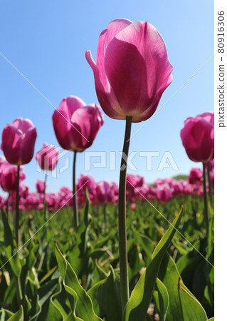 Purple tulips in a field on blue sky background.	 80916306