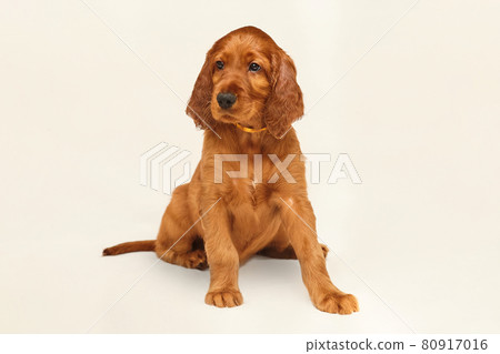 charming Irish setter puppy of brown color on a white background charming Irish setter puppy of brown color on a white background 80917016