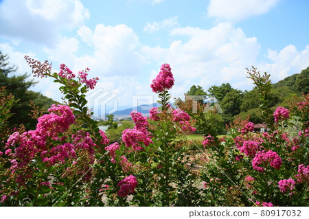 Issai sulpeberry花 80917032