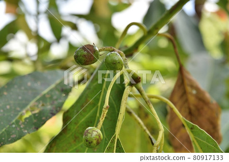 Avocado young fruit Avocado young fruit 80917133