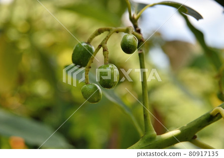 鱷梨幼果 80917135