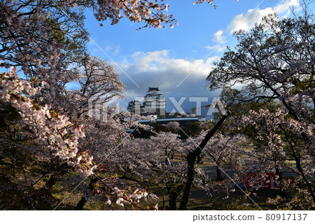 Himeji City, Hyogo Prefecture, Japan Himeji Castle, a World Heritage Site and a national treasure, spring cherry blossoms, blue sky and a magnificent castle tower 80917137