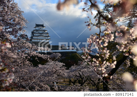 日本兵庫縣姬路市姬路城，世界遺產和國寶，春天的櫻花，藍天和宏偉的城堡塔 80917141