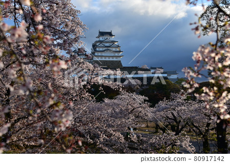 日本兵庫縣姬路市姬路城，世界遺產和國寶，春天的櫻花，藍天和宏偉的城堡塔 80917142