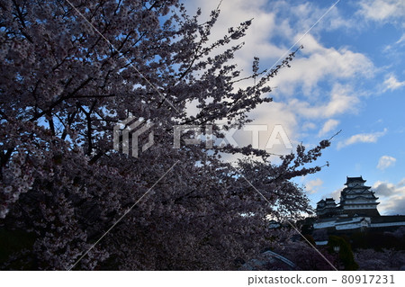 Himeji City, Hyogo Prefecture, Japan Himeji Castle, a World Heritage Site and a national treasure, spring cherry blossoms, blue sky and a magnificent castle tower 80917231