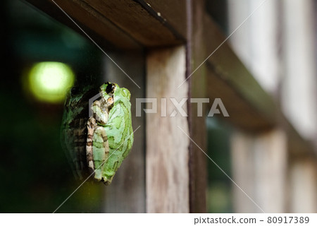 [日本樹蛙] 樹蛙粘在商店的玻璃上 80917389