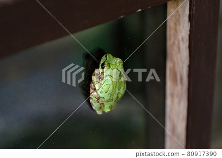 [日本樹蛙] 樹蛙粘在商店的玻璃上 80917390