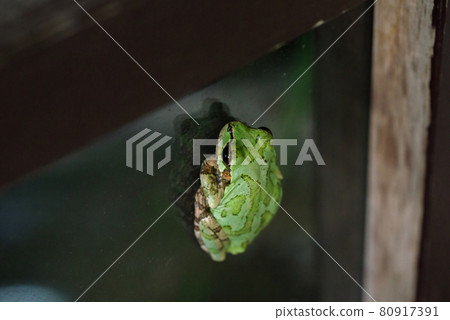 [日本樹蛙] 樹蛙粘在商店的玻璃上 80917391