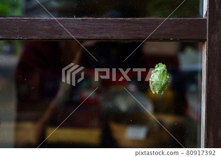 [日本樹蛙] 樹蛙粘在商店的玻璃上 80917392