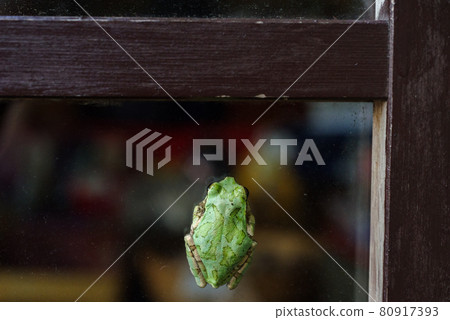 [日本樹蛙] 樹蛙粘在商店的玻璃上 80917393