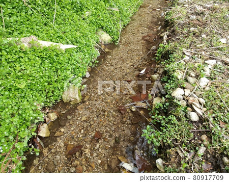 Fresh water, weeds and clear water 80917709