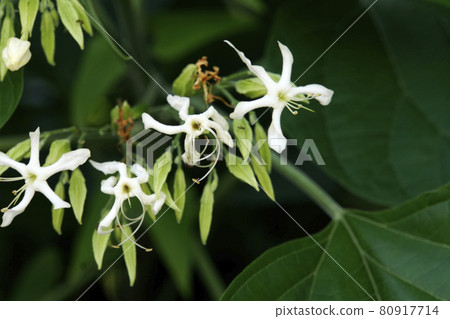 自然生長的雜樹的白色丑角花 80917714