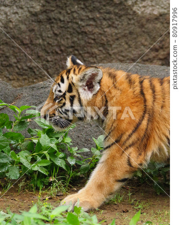 Amur tiger cub walking Amur tiger cub walking 80917996