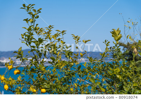 [Lemons are also cultivated in the mandarin orange field in Ishibashi, Odawara City] 80918074