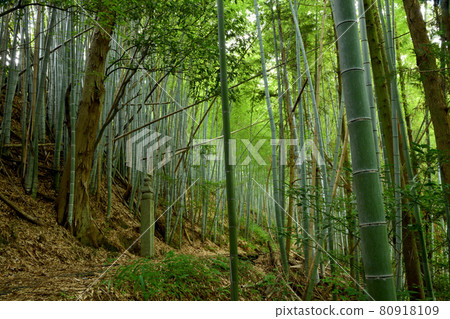 172 Town Stone and Koyasan Town Stone Road [Kudoyama Town, Wakayama Prefecture] 80918109