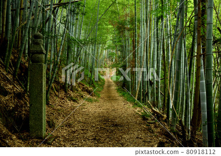 172 Town Stone and Koyasan Town Stone Road [Kudoyama Town, Wakayama Prefecture] 80918112