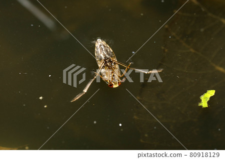 松果 松果 80918129