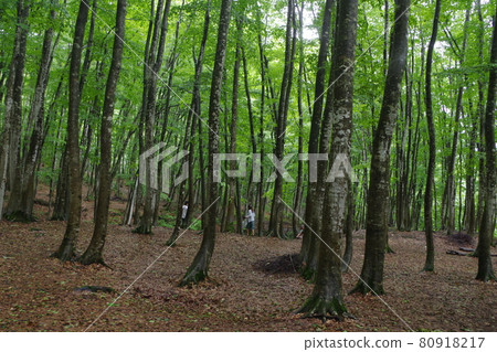 有小雨的山毛櫸森林 80918217