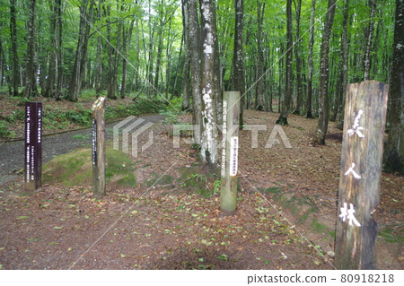 有小雨的山毛櫸森林 80918218