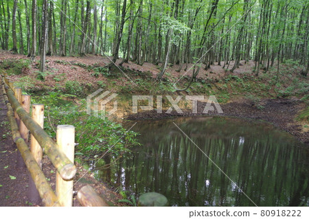 Beech forest with light rain Beech forest with light rain 80918222