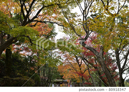 Kashino Nenbutsuji Temple (Adashino Nenbutsuji Temple) Kashino Nenbutsuji Temple (Adashino Nenbutsuji Temple) 80918347